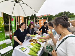 鲜食玉米“香”约“北苑路88号” 京郊优品直通市民餐桌
